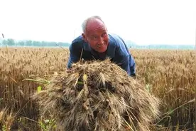 粮贩子坑骗农民内幕，秤上作弊只是常规手法，6种手法让人震惊图片