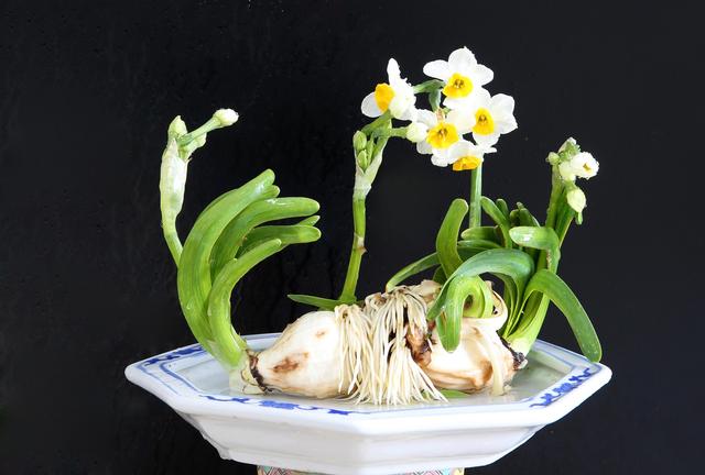 水仙花烂根怎么办