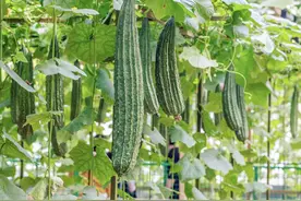 想要丝瓜产量高，就要了解丝瓜生长环境以及种植管理技术图片