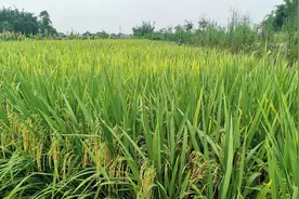 离退休公职人员返乡置地建房分析图片