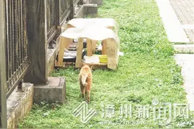 漳州——8岁男孩在小区为流浪猫搭建小窝：多给猫咪一点善意 它们会当你是好朋友图片