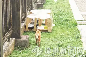 漳州——8岁男孩在小区为流浪猫搭建小窝：多给猫咪一点善意 它们会当你是好朋友图片