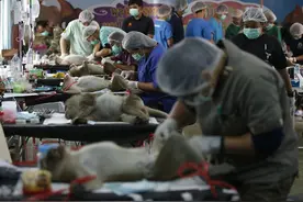 猴子抢食伤人，泰国痛下杀手搞绝育，猴子一排排躺手术台生无可恋图片