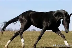 中国历史上的名马，乌骓、赤兔、的卢、绝影、爪黄飞电图片