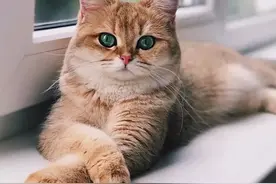 给猫起名叫傻蛋，猫的智商真会变低吗？图片