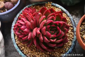 多肉徒长和摊大饼能养回来吗？前者不能，后者养护得当还是可以的图片
