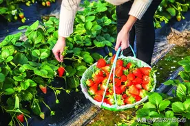 权威产业调研：占全国夏草莓7成却没有深加工能力！云南草莓产业要从7方面突围图片