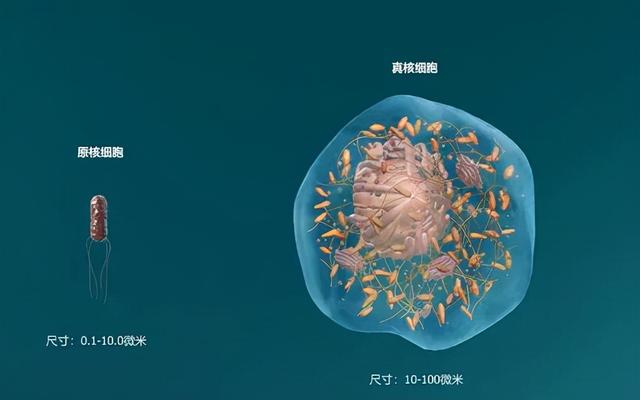 DNA里隐藏了生命所有的秘密，这是怎么实现的？