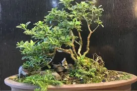 夏季温度高，给六月雪做好这些“工作”，养出美美“盆景桩图片