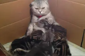 猫妈狠心吃掉孩子！是优胜劣汰的保护机制，并非情非得已图片