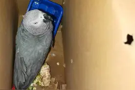 非洲灰鹦鹉出没福州小区地库，一查竟是濒危动物图片