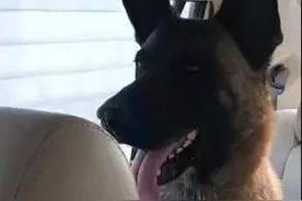 邢台走丢的警犬找到啦图片