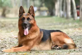 这5种狗狗再聪明也不能当警犬！二哈：容易和犯罪分子达成共识图片