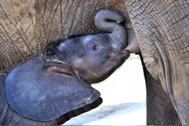 20个冷知识：原来你是这样的大象啊图片