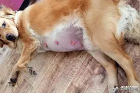 金毛怀孕做了妈妈，女主开心落泪，生下后主人却瞬间傻了眼图片
