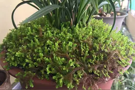 翠云草的日常养护，你也要学一下，很不错的花草图片