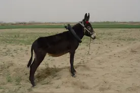 荒漠草原上的“长跑健将”就是野驴本驴了！图片