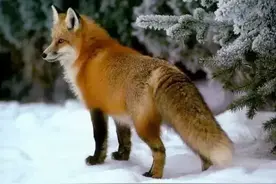 狗与狐狸，看看吧，这就是人性！图片