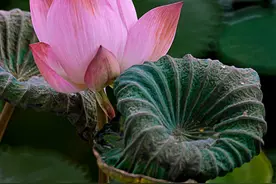 立秋（阳极阴生，少阴自从秋立起）图片