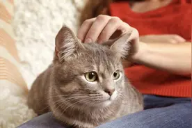 情侣分手了，那两人一起养的猫该归谁？图片