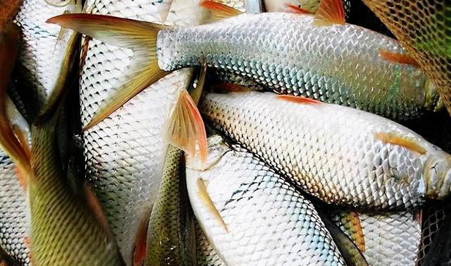 土鲮鱼的钓法技巧(强烈推荐)