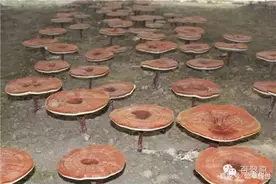 5大灵芝“误区”解读，让你“更懂”灵芝图片