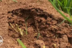 南昌：路边突然出现近30个红火蚁的窝！专家：咬伤后很严重图片