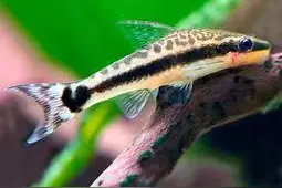 吃藻不吃草，还可以清理掉鱼缸里的蜗牛卵，这种小型工具鱼不错图片