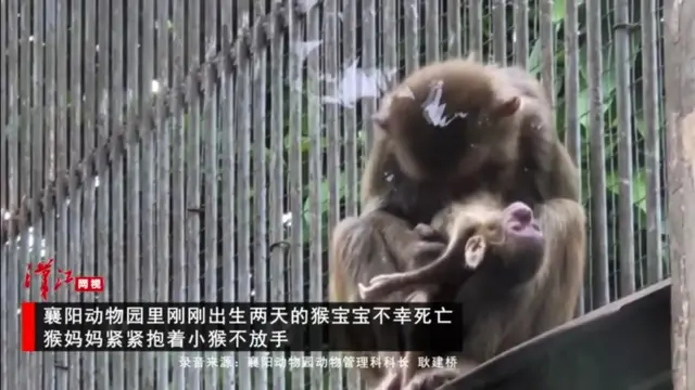 九个震撼人心的真实故事：动物母爱不输人类，看得人落泪