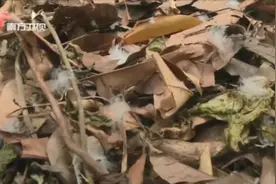 小区“团宠”离奇失踪！业主查看监控发现竟被一保姆杀掉吃了图片