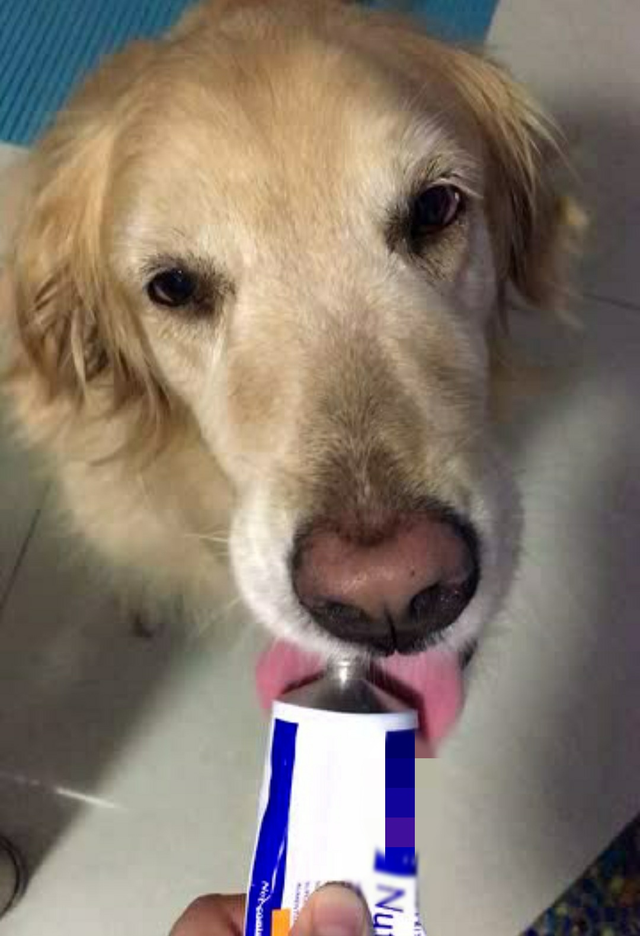 辟谣：营养膏是狗狗每天必需品，兽医：没这些疾病不需要吃营养膏