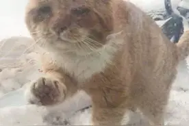 橘猫敲门求助，医生道出无奈真相：不救，它可能活不过冬天图片