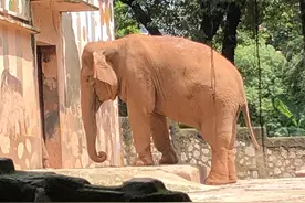 广东最具性价比的动物园：广州动物园图片