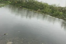 这种广西“虎皮鳜”喜欢栖息在清澈的小河里，如今已不多见图片