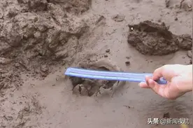 苞米地里出现一连串神秘脚印，它到底是啥？图片