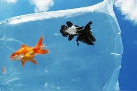 在天空翱翔的金鱼图片