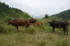 西沙东岛发现大规模野牛群，是日本人带来的？从牛粪中得出答案图片