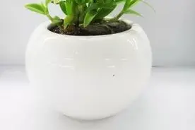 石斛兰换盆后容易枯萎？原因在这里！图片