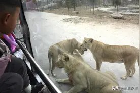 豫北最大野生动物园，可乘车投食猛兽狮子，停车位免费图片