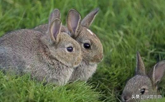 作物生长调节剂，氨基酸竟然这么重要！（二）