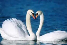 混乱的鸭科，兼谈天鹅和家鹅能不能杂交图片