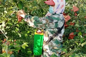 招远老南乡：1680元的套袋机，用的效果如何，听听果农怎么说？图片