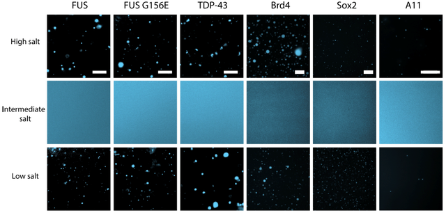 「相分离」蛋白质的重入相变依赖于疏水和非离子相互作用