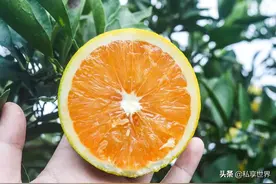 中国哪里的橙子最好吃？这4个地方名气响亮，有你的家乡吗？图片