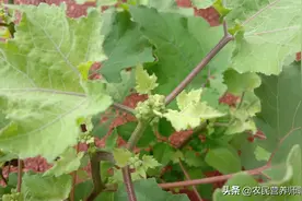没摘到苍耳子摘点叶子也好，煮水洗澡厉害啦，解决好多的的烦恼图片