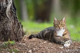 为了我们的生态环境，谨慎弃养家宠，不信去看看澳大利亚的野猫图片