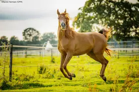 动物们的搞笑瞬间图片