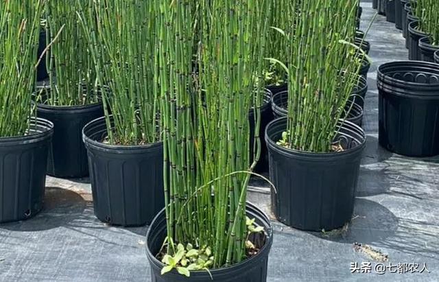 农村到处都是的“节节草”，没想到还有这么多的用途，了解一下吧