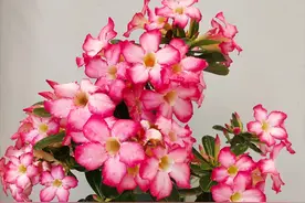 适合五月份养的花—沙漠玫瑰，叶绿花美，养护简单，三季有花看图片