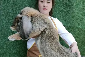 夏季养兔注意这些事项，可以大大减少兔场损失图片